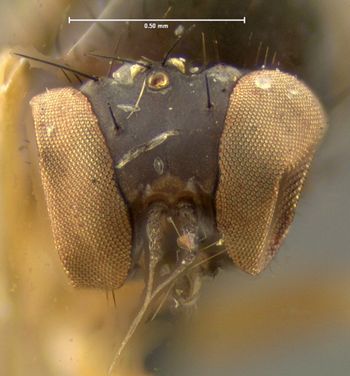 Media type: image;   Entomology 26892 Aspect: head frontal view